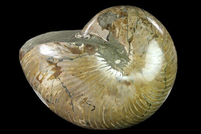 Polished Fossil Nautilus (Cymatoceras) - Madagascar #140430